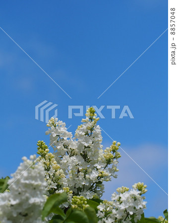 ライラックと青空 8857048