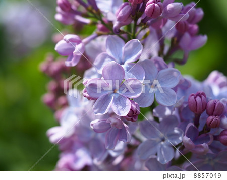 紫色のラッキーライラック 8857049