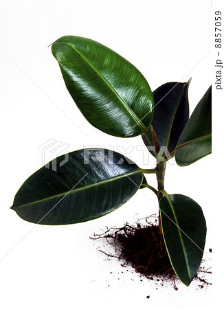 ゴムの葉 8857059