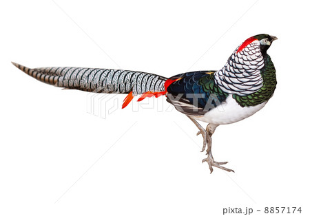 Lady Amhersts pheasant. Isolated over white 8857174