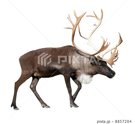 male reindeer over white 8857204