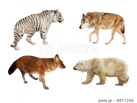 Carnivora mammals. Isolated over white Carnivora mammals. Isolated over white 8857206