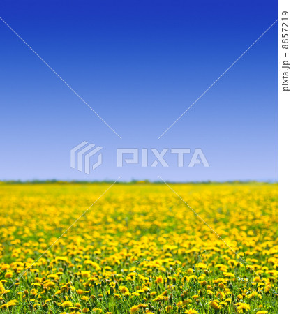 Summer meadow 8857219