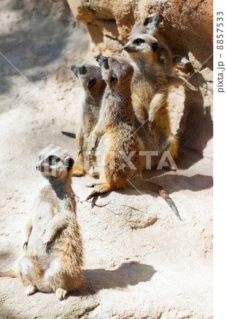 Suricates standing on stones Suricates standing on stones 8857533