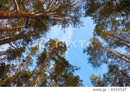 pine forest in winter day pine forest in winter day 8858587
