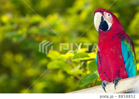 Macaw papagay at nature background Macaw papagay at nature background 8858852