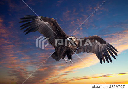 Flying black vulture against sunset Flying black vulture against sunset 8859707