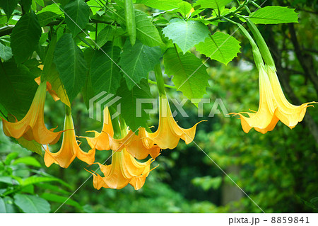 ダチュラの花の写真素材