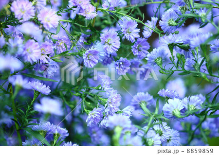 青いクジャクソウ 青いクジャクソウ 8859859