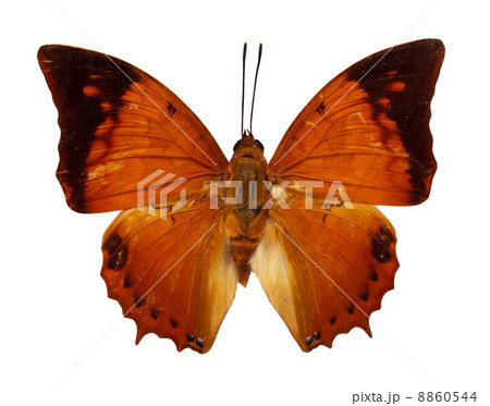 Tawny Rajah butterfly Tawny Rajah butterfly 8860544