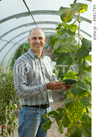farmer looks cucumbers plant 8861785