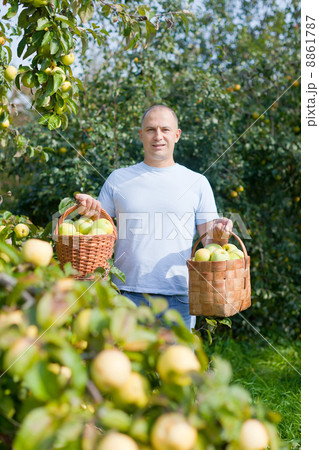 guy with basket of harvested apples 8861787