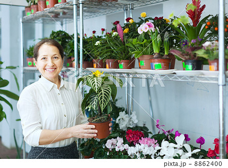 woman in flower shop with Aphelandra woman in flower shop with Aphelandra 8862400