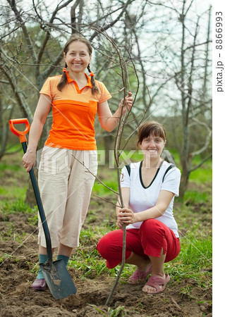 Happy women planting fruit tree 8866993