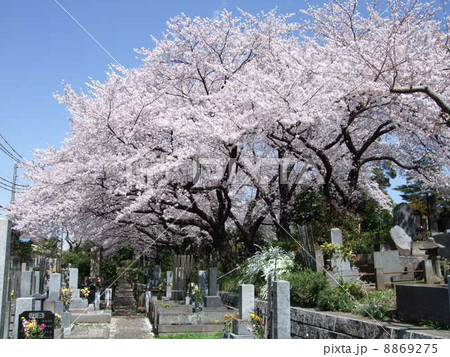 桜が咲く春の染井霊園 8869275