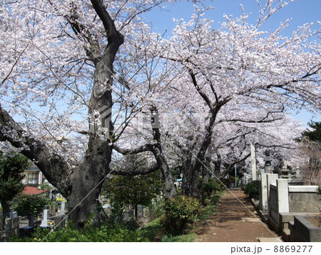 桜が咲く春の染井霊園 桜が咲く春の染井霊園 8869277
