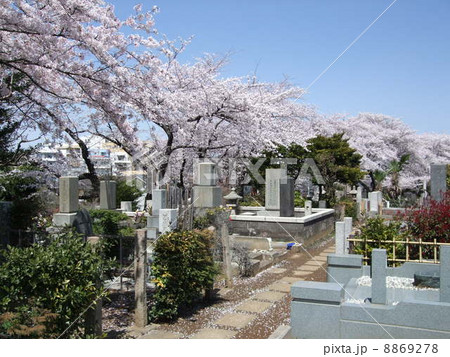 桜が咲く春の染井霊園 8869278