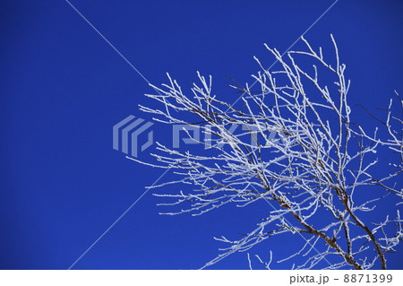 冬のイメージ　樹氷 8871399