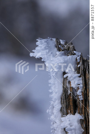冬のイメージ エビの尻尾 冬のイメージ エビの尻尾 8871557