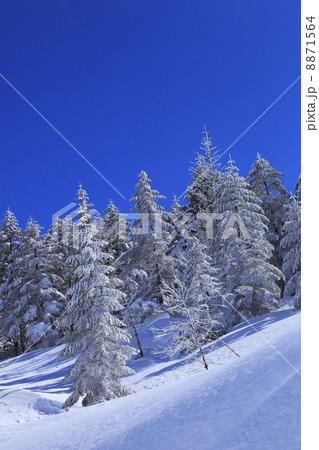 冬のイメージ　樹氷と雪原 8871564