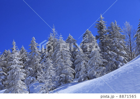 冬のイメージ　樹氷と雪原 8871565