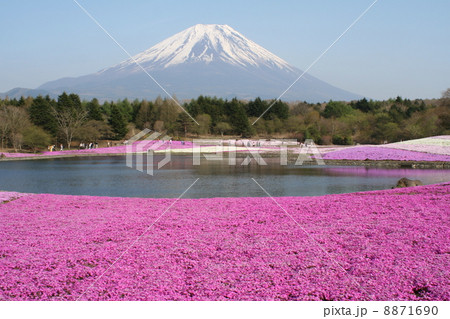 富士山と芝桜　山梨県 8871690