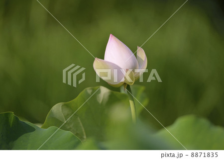 蓮(瑞光蓮) 8871835