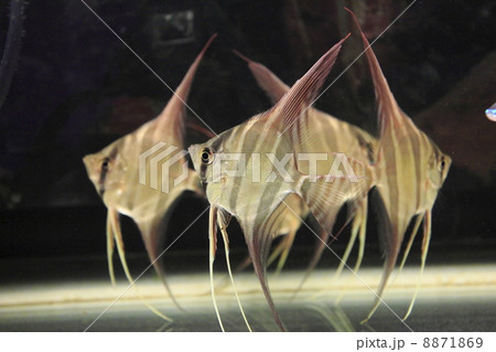 アルタムエンゼル 8871869