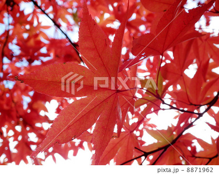 紅葉　箱根美術館　強羅 8871962