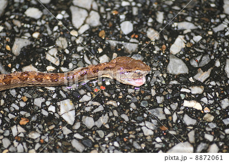サキシマハブの轢死体 8872061