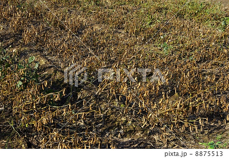 大豆の収穫期 大豆の実り 大豆の収穫期 大豆の実り 8875513