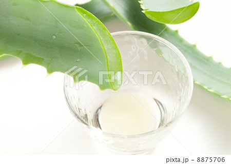 キダチアロエ 8875706