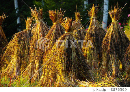 秋の風物詩 8876599