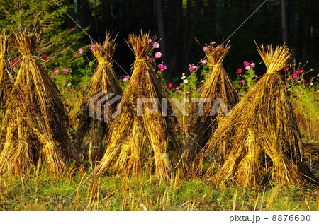 秋の風物詩 秋の風物詩 8876600