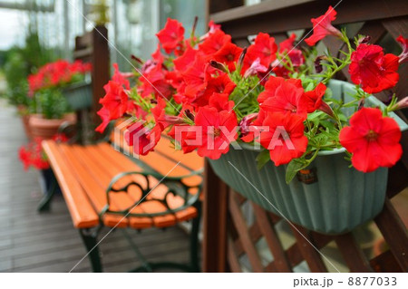 サフィニア 8877033