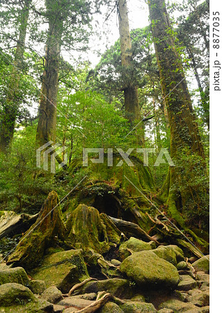 屋久島ウィルソン株 8877035