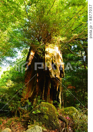 屋久島　生命の証 8877037
