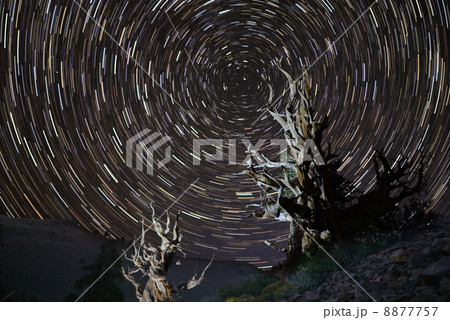 星の軌跡と世界最高齢の松 星の軌跡と世界最高齢の松 8877757