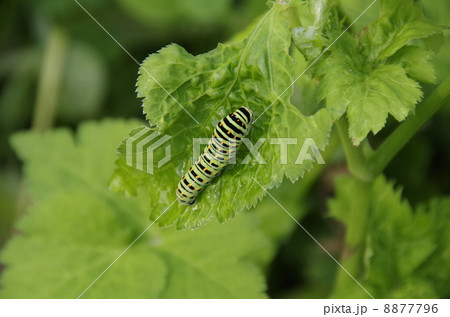 キアゲハの幼虫 8877796