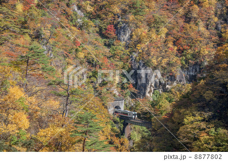 秋の鳴子峡と陸羽東線 秋の鳴子峡と陸羽東線 8877802