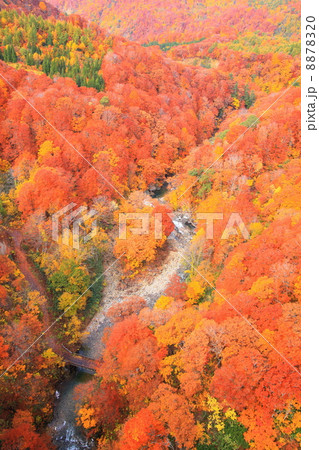 城ヶ倉渓谷の紅葉 8878320