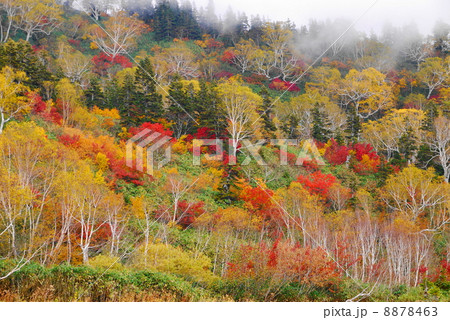 栂池自然園 栂池自然園 8878463