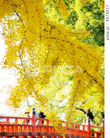 銀杏の木と観流橋 8878617