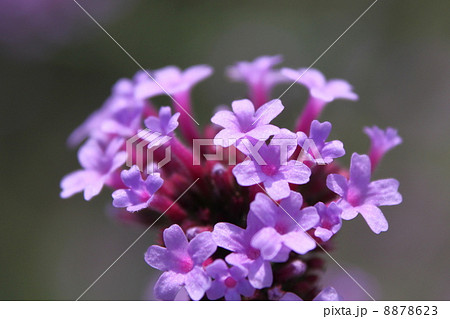 ヤナギハナガサの花 8878623