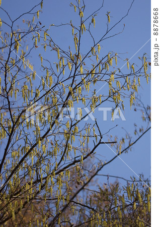 犬四手 イヌシデと申します。 犬四手 イヌシデと申します。 8878668