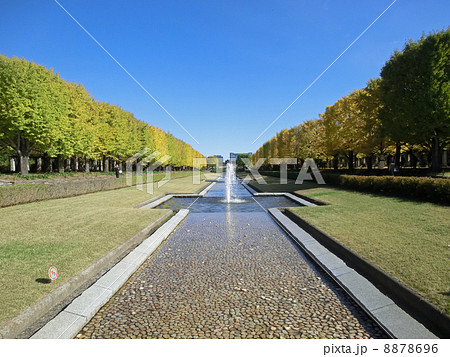 昭和記念公園の銀杏並木 8878696