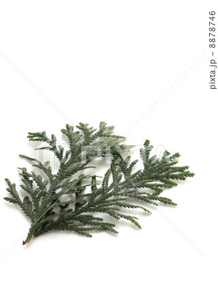 アスナロの葉 8878746