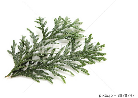 アスナロの葉 アスナロの葉 8878747