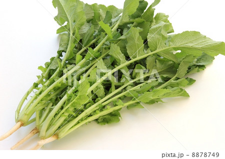 大根菜 大根菜 8878749
