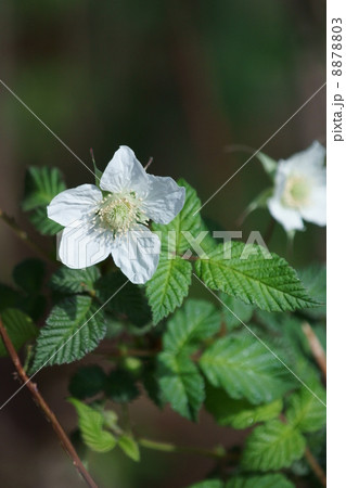 草苺　別名　早稲苺（わせいちご）です。 8878803